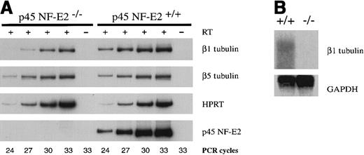 Fig. 1. Specific down-regulation of β1 tubulin mRNA in the absence of NF-E2. / (A) Semiquantitative RT-PCR analysis on mRNA isolated from wild-type (+/+) and mutant (−/−) purified primary megakaryocytes using primers specific for the β1 and β5 tubulin isoforms, or for hypoxanthine phosphoribosyl transferase (HPRT) and p45 NF-E2 as controls. RT treatment of the template and numbers of PCR cycles are indicated. (B) Northern blot analysis of wild-type (+/+) and mutant (−/−) primary megakaryocytes, using β1 tubulin and glyceraldehyde 3-phosphate dehydrogenase (GAPDH, loading control) cDNA probes.