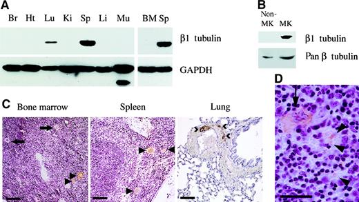 Fig. 2. Restricted expression of β1 tubulin. / Immunoblot analysis of (A) adult mouse tissues (Br, brain; Ht, heart; Lu, lung; Ki, kidney; Sp, spleen; Li, liver; Mu, muscle; BM, bone marrow) and (B) normal purified megakaryocytes and nonmegakaryocytic cells, using β1 tubulin-specific antiserum or monoclonal antibodies against GAPDH or all β tubulin isoforms (pan β tubulin). (C) Immunohistochemistry of adult mouse tissues using β1 tubulin-specific antiserum. Cellular staining in bone marrow and spleen is confined to a subset (arrowheads) of mature megakaryocytes (arrows point to unstained megakaryocytes). In lung, the signal derives from blood platelets within the abundant vasculature, occasionally detected as microthrombi (>). Background staining with the secondary antibody alone was negligible and is not shown. Scale bars: bone marrow, 300 μm; spleen and lung, 150 μm. (D) In the spleen, staining is noted both in megakaryocytes (arrow) and in particles most consistent with blood-derived platelets (arrowheads). Scale bar, 50 μm.