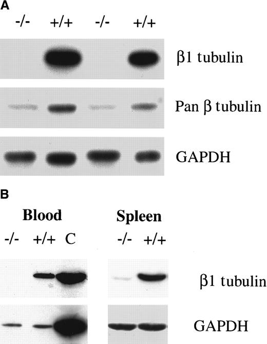 Fig. 3. Absence of β1 tubulin protein in the absence of NF-E2 in vitro and in vivo. / Immunoblot analysis of (A) purified megakaryocytes from 2 different in vitro cultures and (B) wild-type or p45 NF-E2 mutant blood (left) and spleen (right) samples, using β1 tubulin-specific antiserum, monoclonal antibodies directed against all β tubulin isoforms (pan β in A), or against GAPDH. C indicates a positive control (spleen).