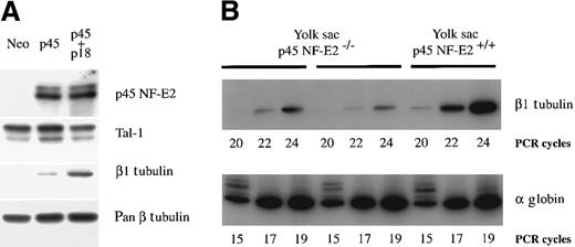 Fig. 5. Dependence of β1 tubulin expression on NF-E2. / (A) NF-E2–dependent expression of β1 tubulin in the megakaryocytic cell line L8057. Stable subclones that do not express p45 NF-E2 or express p45 NF-E2 alone or in combination with the small-Maf p18 subunit (designated as Neo, p45, or p45 + p18, respectively) have been generated. Expression of β1 tubulin protein is absent in the parental or mock-transfected lines and is restored in p45-expressing subclones and, to a greater extent, in subclones that overexpress both p45 and p18 proteins. Immunoblots using a monoclonal antibody reactive against all β tubulin isoforms (pan β) or rabbit anti-Tal1 serum are included as loading controls. Anti-p45 NF-E2 antibody reveals the absence of p45 protein in mock-transfected L8057 cells (Neo) (B) Semiquantitative RT-PCR analysis of β1 tubulin mRNA levels in embryonic (primitive) erythrocytes purified from p45 NF-E2−/− and control (wild-type) yolk sacs. Equal loading of RNA is confirmed by PCR for the red blood cell–specific α-globin transcript, and the numbers of PCR cycles are indicated.