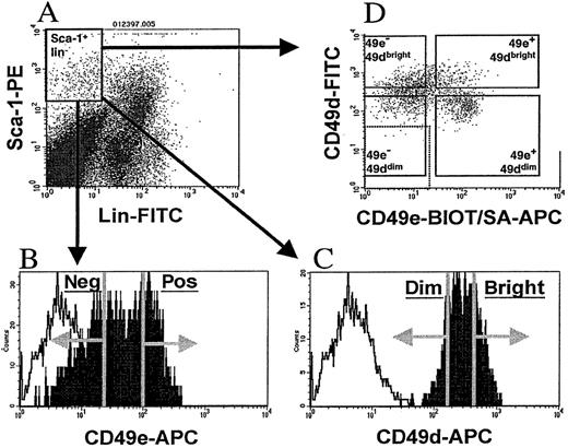 Fig. 1. Flow cytometric cell sorting of Sca-1+lin− AM+ or AM−cells. / Low-density murine BM cells were stained with Sca-1–PE, FITC-conjugated CD3 and B220 (lin), and biotinylated antibodies recognizing either CD11a, CD43, CD44, CD49d, CD49e, or CD62L, followed by the addition of streptavidin-APC. A primary light scatter gate was constructed and used to visualize PE and FITC fluorescence (panel A). A second gate containing PE+ and FITC− cells (Sca-1+lin− cells, panel A) was drawn, and the APC fluorescence of these gated Sca-1+lin− cells were visualized in a single-parameter histogram (filled histograms, panels B and C). Background APC fluorescence of Sca-1+lin−cells (open histogram, panels B and C) was determined by staining a sample with Sca-1–PE, CD3-FITC, B220-FITC, and nonspecific biotinylated antibodies followed by streptavidin-APC. Sort regions, depicted by the vertical lines and arrows in panels B and C, were created to isolate the upper and lower 30% to 40% of Sca-1+lin− cells expressing the particular AM. For CD11a, CD43, CD49e, and CD62L, a distinct “positive” and “negative” AM fraction could be isolated (panel B), but in the cases of CD44 and CD49d, where nearly 100% of Sca-1+lin− cells expressed these markers, the brightest and dimmest 30% to 40% of Sca-1+lin− cells were sorted and referred to as “bright” and “dim,” respectively. To test for in vivo blocking activity of AM antibodies, a group of Sca-1+lin− cells were sorted from each AM group while the APC signal from the AM antibody was ignored. Sort regions are shown for CD49e and CD49d as representative examples. To isolate Sca-1+lin− cells on the basis of their expression of both CD49d and CD49e, Sca-1+lin− cells were sorted to purity, panel A. Since these cells were FITC−, they were stained with FITC-labeled CD49d and biotinylated CD49e, followed by streptavidin-APC (panel D). Based on nonspecific background fluorescence, denoted by dotted box in lower left of panel D, 4 sort regions were created as follows: (1) APC− FITC+ cells were gated and sorted as CD49e− CD49dbright; (2) APC+ FITC+ cells were sorted as CD49e+ CD49dbright; (3) APC−FITC− cells were sorted as CD49e−CD49ddim; and (4) APC+ FITC− cells were sorted as CD49e+ CD49ddim (panel D).