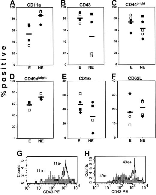 Fig. 3. Expression of AMs on engrafting and nonengrafting phenotypes of Sca-1+lin− cells. / Sca-1+lin− cells were subfractionated by cell sorting into AM+/AMbright or AM−/AMdim groups with the use of CD11a (■), CD43 (♦), CD49d (●), CD49e (○), and CD62L (▪) to give engrafting or nonengrafting phenotypes, designated E and NE, respectively. CD44 was omitted in the primary sort since this marker was not useful in defining engrafting phenotypes (Figure 2). These resulting 10 groups of cells were phenotyped for their expression of other AMs not used in the primary sort (listed at the top of each scatter plot), and the percentage of each engrafting (E) and nonengrafting (NE) phenotype positive for expression of other AMs was calculated after subtracting nonspecific background fluorescence. Each individual data point represents the percentage of positive expression; horizontal bars are mean expression. For example, the open circles in Panel A represent the expression of CD11a on CD49e+ cells (E) and CD49e− cells (NE). In panel B, open squares represent expression of CD43 on CD11a− cells (E) and CD11a+ cells (NE), also shown in panel G. Since 100% of Sca-1+lin− cells express CD44 and CD49d (Table 1), only the proportion of engrafting and nonengrafting phenotypes positive for CD44bright and CD49dbright expression was calculated. The histogram in panel G illustrates the high level of expression of CD43 (x-axis) on Sca-1[+lin− CD11a− cells (open histogram) relative to CD11a+ cells (filled histogram), while panel H shows the high level of expression of CD43 on Sca-1+lin− CD49e+ cells (open histogram) relative to CD49e− cells (filled histogram). Data are from 1 of 2 experiments with similar results.