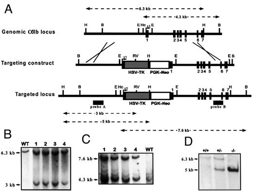 Fig. 1. Generation of chimeric mice and progeny genotyping. / (A) Schematic representation of the wild-type αIIballele, the targeting vector, and the resultant recombinant αIIb locus. Filled rectangles indicate exons. Arrows indicate putative transcription initiation sites. Restriction endonuclease enzymes are abbreviated as follows: H,HindIII; B, BamHI; E, EcoRI; Hc, HincII; RV, EcoRV. Probe A was produced by PCR amplification using oligonucleotides 5′-GCCCATGTGTGTGTATGCC-3′ and 5′-CCTCAGGTCTCCATCTTGAACC-3′, located within the 5′-flanking region of the αIIb gene. Probe B was produced using 2 oligonucleotides, 5′-ACACAGAGAGACCCCCTGTC-3′ and 5′-CGGTAGCTGGAGATGATGTTC-3′, located within intron 6 and exon 7, respectively. Both probes were labeled by a random priming method using fluorescein-11-dUTP and hybridized according to the manufacturers' recommendations (Gene Image Random prime labeling and CDP star detection System, Amersham). (B) Southern blot analysis ofHindIII and EcoRV double-digested DNA of R1 ES cell line (WT) and recombinant clones (lanes 1-4) hybridized with probe A. Targeted clones have both the wild-type (6.3 kb) and the disrupted (3 kb) alleles. (C) Southern blot analysis of HincII andBamHI double-digested DNA of R1 ES cell line (WT) and recombinant clones (lanes 1-4) hybridized with probe B. Recombinant clones have wild-type (4.3 kb) and mutated (7.6 kb) alleles. (D) Southern blot analysis of progeny derived from heterozygous intercross. Tail DNA digested with HindIII and subsequently hybridized to probe A indicated the presence of all expected genotypes, including the predicted 6.3-kb band for the wild-type allele and the 5-kb fragment for the mutant allele. A wild-type (+/+), a heterozygous (+/−), and a homozygous mutant (−/−) offspring are represented.