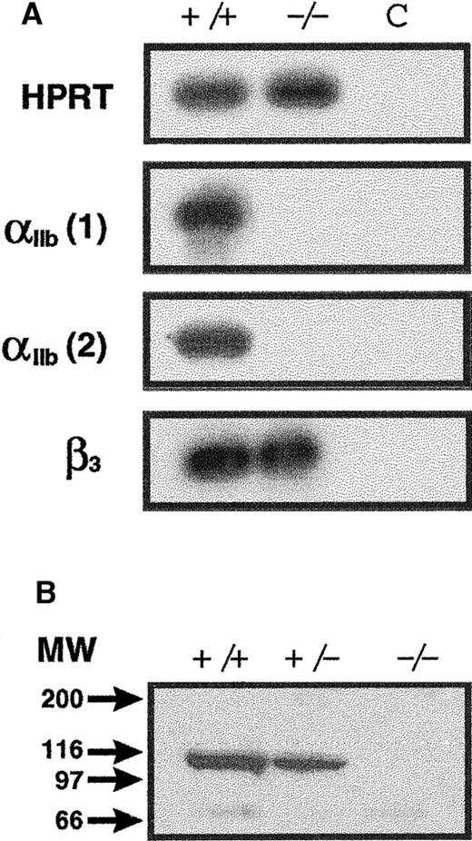 Fig. 3. Molecular phenotype of the Glanzmann thrombasthenic mice. / (A) RT-PCR analysis of the expression of genes in wild-type (+/+) and αIIb-null mice (−/−). BM RNA was amplified using sense primers (A) and antisense primers (B) as follows. For the αIIb gene, 2 different 5′-oligonucleotides were used with the same 3′-primer: αIIb1 (A): CCTGTTTAGGACGTTTGGGAAG; αIIb2 (A): CACCACTGTTCTTGGGTCCTAG; αIib (B): GGGCGGTAGCTGGAGATGATG; tk (A): CCCCTGCCATCAACACGCG; tk (B): CGATGGGGATGGCGGTCGAAG; β3(A): ACTACACGCACTGACACCTGCATG; β3 (B): ACACTCCACACACTCCTTCTT; HPRT (A): GCTGGTGAAAAGGACCTCT; and HPRT (B): CACAGGACTAGAACACCTGC. The sizes of the amplified products are as follows: HPRT, 250 bp; tk, 411 bp; αIIb1, 777 bp; αIIb2, 677 bp; and β3, 123 bp. (C) Product from a control PCR with RT omitted. (B) Immunoblot analysis of platelet proteins from adult wild type (+/+), heterozygous (+/−), and homozygous (−/−) mice. Platelet pellets (50 × 106) were lysed in Tris buffer, 0.125 mol/L, pH 6.8, containing 2.5% SDS, 25% glycerin, 0.5 mg/mL leupeptin (Boehringer), and 2-mercaptoethanol 0.7 mol/L. The solubilized proteins were heated to 100°C for 5 minutes, electrophoresed on a 7.5% polyacrylamide gel, and transferred to a polyvinylidene fluoride membrane (Boehringer). Then αIIb was detected using the monoclonal antibody D12A raised against human αIIb. Bound primary antibody was developed with a goat antimouse alkaline phosphatase (AP) antibody (Sigma) and enhanced using the CDP-Star chemiluminescence system (Amersham). For the data shown, the film was exposed to the blot for 5 seconds. The only reactive species noted on the blot migrates as predicted for native αIIb protein.