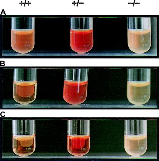 Fig. 6. Platelet-mediated clot retraction. PRP samples prepared from wild-type (+/+), αIIb+/−, and αIib−/− mice were clotted by the addition of thrombin, and the progress of clot retraction was followed for 15 hours at 37°C. / (A) t = 0 hours. (B) t = 2 hours. (C) t = 15 hours. The platelet-rich plasma (PRP) was obtained by centrifugation at 70g, and plasma was obtained by further centrifugation at 2500g in a F2402 rotor (Beckman). PRP at a concentration of 1 × 105 platelets/μL in 270-μL was incubated at 37°C in the presence of 30 μL CaCl2 (50 mmol/L). Clot formation was performed with 1 U prewarmed human thrombin (Sigma). PRP from wild-type animals had completed the retraction of the opaque clots in a 2-hour period, whereas the clot retraction for the αIIb+/− mice was incomplete. PRP of αIIb−/− failed to induce clot retraction for 15 hours.