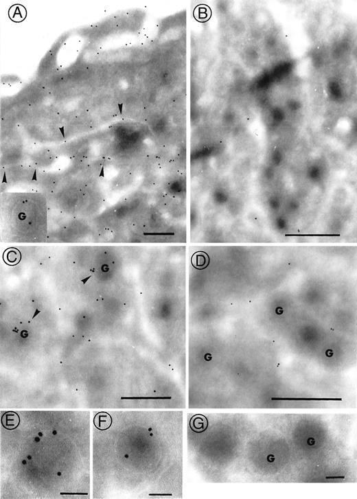 Fig. 7. Immunogold labeling of megakaryocytes. / Immunogold labeling of megakaryocytes with anti-αIIbβ3 antibody (A, B) and antifibrinogen antibody (C-G). In both cases, binding of antibodies was revealed with a goat anti-rabbit IgG adsorbed onto 10-nm gold particles. The cryosections embedded in a thin film of methylcellulose were observed with a JEOL JEM-1010 transmission electron microscope at 80 kV. In A, a normal megakaryocyte shows abundant labeling for αIIbβ3 on the plasma membrane and in the DMS (arrowheads). Occasional beads were seen on the membranes of α-granules (inset). In B, little or no staining for αIIbβ3 was seen on the membranes of the megakaryocytes from an αIIb-deficient mouse. In the megakaryocyte of a normal mouse (C), fibrinogen (arrowheads) is essentially present in the α-granules (g), as also illustrated at higher magnification (E, F). No labeling was found in the α-granules (g) of αIIb-deficient mice (D, G), though some labeling was present in externally accessible dilated channels. (A-D) Bars = 0.5 μm; (E-G) Bars = 0.1 μm.
