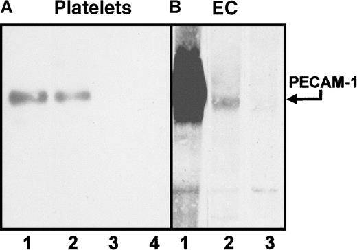 Fig. 4. Immunoprecipitation analysis of carbimazole-dependent antibodies. / Platelets (A) and endothelial cells (EC) (B) were surface-labeled with biotin and lysed. Immunoprecipitation was performed with serum containing DDAbs or mab. Lane 1: mab Gi18 (anti-PECAM-1), lane 2: serum in the presence of the drug, lane 3: serum without the drug, lane 4: serum in the presence of the drug and soluble r-PECAM-1. Immunoprecipitates were analyzed on a 7.5% SDS-PAGE under nonreducing conditions.