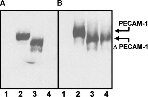Fig. 7. Immunoprecipitation analysis of carbimazole-dependent antibodies with PECAM-1 mutants. / Untransfected L-cells and L-cells expressing the entire PECAM-1 or lacking the first (Δ1) or the second (Δ2) extracellular immunoglobulin homology domain were surface labeled with biotin. After lysis, immunoprecipitation was performed with sera containing carbimazole-dependent antibodies in the presence of the drug (A) and with mab PECAM-1.2 against the extracellular loop 6 of PECAM-1 (B). Lane 1: untransfected L-cells, lane 2: PECAM-1 transfectant, lane 3: Δ1-PECAM-1 transfectant, and lane 4: Δ2-PECAM-1 transfectant.