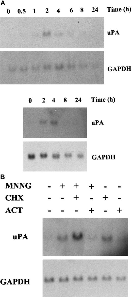 Fig. 1. uPA induction by MNNG treatment. / (A) Analysis of uPA mRNA expression in MNNG-stimulated C2C12 (top) and NIH3T3 (bottom) cells. Cells were cultured in 0.5% FBS for 16 hours and then treated with MNNG (70 μmol/L). Total RNA was extracted at the indicated time points (in hours) after MNNG stimulation and analyzed by Northern blotting using the mouse uPA and GAPDH cDNA probes as indicated. (B) Effect of RNA and protein synthesis inhibitors on MNNG-stimulated uPA expression. C2C12 cells were treated for 2 hours with MNNG as in (A), except that cultures were grown in the presence (+) or absence (−) of actinomycin D (5 μg/mL) or cycloheximide (10 μg/mL), which were added 30 minutes before the addition of MNNG.
