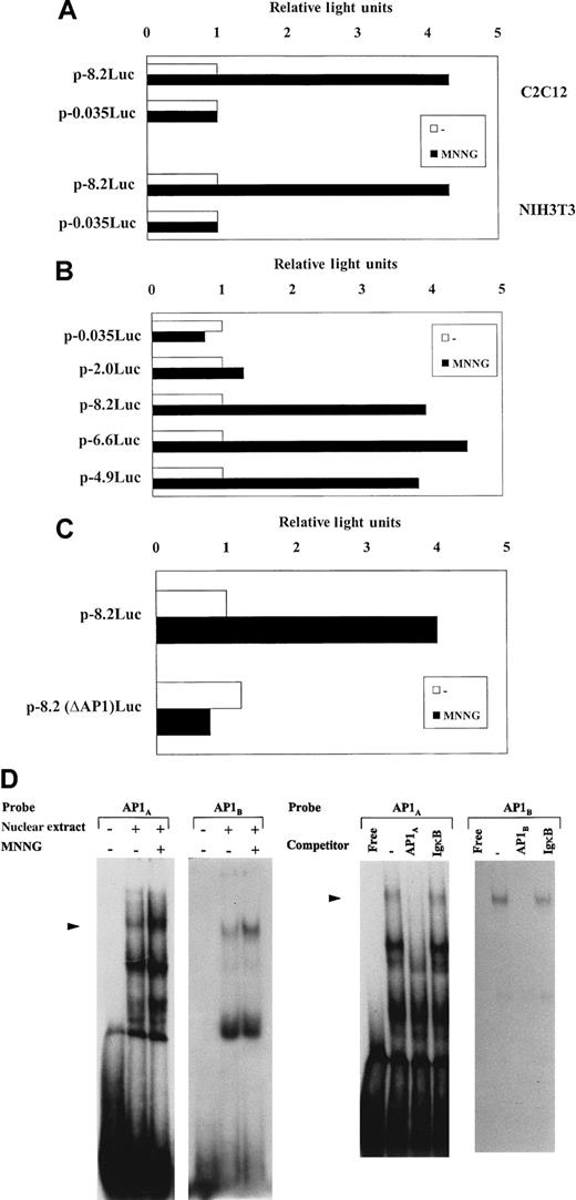 Fig. 2. MNNG induces uPA transcription in C2C12 cells: requirement of an AP1 enhancer element. / (A) Transcriptional activity of uPA promoter constructs in response to MNNG in C2C12 and NIH3T3 cells. C2C12 and NIH3T3 cells were transiently transfected with p-8.2Luc and p-0.035Luc, containing 8.2 kb and 35 bp, respectively, of murine uPA 5′-flanking region ligated upstream of the luciferase reporter gene, and luciferase activity was determined after 8 hours stimulation with 70 μmol/L MNNG. Three independent experiments, showing less than 25% variability in luciferase activity, were performed. Luciferase activity corresponding to each plasmid in the absence of MNNG stimulation was arbitrarily assigned a value of 1. (B) Luciferase induction of uPA promoter-containing cell lines by MNNG. C2C12 cells were stably transfected with different uPA 5′-deletion mutants, containing −0.035 kb, −2.0 kb, −4.9 kb, −6.6 kb, and −8.2 kb, respectively. For each uPA-luciferase plasmid transfection, neomycin-resistant colonies were pooled and chimerical plasmid insertion was normalized by Southern blot analysis with a luciferase DNA probe, as described in Miralles et al,72 and the corresponding cell lines were treated or not with MNNG for 8 hours. Luciferase activities for each cell line are expressed relative to the activity found in the corresponding untreated cells, which was assigned a value of 1. Values are the mean value of 4 experiments. (C) The uPA AP1-enhancer is required for MNNG transcriptional induction. C2C12 cells stably transfected with different uPA promoter-luciferase constructs containing (as in panel B) or lacking the AP1-enhancer (p-8.2(ΔAP1)Luc, p-6.6(ΔAP1)Luc, p-4.9(ΔAP1)Luc,72were treated with MNNG as described in (A). Only results obtained with p-8.2Luc– and p-8.2(ΔAP1)Luc–containing cell lines are shown. Luciferase activity for each cell line is expressed relative to the activity found in the untreated cells, which was assigned a value of 1. All normalized activities represent a minimum of 4 experiments, showing less than 25% variability. (D) MNNG treatment induces AP1-binding activity to the uPA enhancer element. Left: Induction of uPA 5′-TRE- and 3′-TRE-binding activities by MNNG treatment. C2C12 cells were grown in 0.5% FBS for 16 hours and either treated (+) or not (−) with MNNG (70 μmol/L) for 2 hours. Nuclear extracts were prepared at 2 hours after treatment and incubated with 20 000 cpm of the indicated32P-labeled probes, corresponding to the 5′-TRE (AP1A) and 3′-TRE (AP1B) elements of the uPA promoter, respectively. Right: Specificity of the induced uPA AP1-binding activity. Two-hour–induced C2C12 nuclear extract was incubated with the labeled AP1A or AP1Boligonucleotide, respectively, in the absence or presence of 150-fold molar excess of unlabeled competitors (described in the “Materials and methods” section): cold AP1A and AP1Bwere used as specific competitors for the corresponding labeled oligonucleotides, whereas cold IgκB (κB site of the Igκ enhancer) was used as unrelated competitor. The filled arrowhead indicates specific TRE-binding complexes.