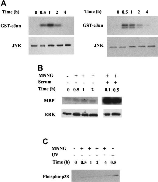 Fig. 3. Analysis of MAPK activation in response to MNNG. / Whole cell extracts (WCE) were prepared as detailed in “Material and methods” from C2C12 and NIH3T3 cells at the indicated time points after MNNG stimulation. (A) MNNG induces JNK activation in C2C12 (left) and in NIH3T3 (right) cells. (Top panel) JNK activity was determined by immunoprecipitation of JNK1 from WCE, followed by kinase assay using the substrate GST-cJun.1-79 (Bottom panel) Western blot showing total JNK1 amount present in each cell extract (30 μg/lane). (B) MNNG does not induce ERK activation in C2C12 cells. Cells were stimulated with either 70 μmol/L MNNG or 20% serum as indicated. (Top panel) ERK activity was determined by immunoprecipitation of ERK2 from WCE, followed by kinase assay using the substrate MBP. (Bottom panel) Western blot showing total ERK2 amount present in each cell extract (30 μg/lane). (C) MNNG induces phosphorylation of p38 in C2C12 cells. Cells were either treated with 70 μmol/L MNNG or irradiated with UV-C (254 nm, 30 J/m2) 70 μg WCE were resolved by SDS-PAGE and phospho-p38 was detected by Western blotting using an anti-phospho-p38 antibody.