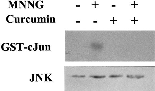 Fig. 4. Inhibition of MNNG-induced JNK activation by MNNG in the presence of curcumin. / C2C12 cells were treated or not with 70 μmol/L MNNG for 1 hour; 30 μmol/L curcumin was added to the medium 30 minutes before the addition of MNNG. JNK activity was determined by immunoprecipitation of JNK1 from WCE, followed by kinase assay using the substrate GST-cJun.1-79 Bottom panel: Western blotting showing total JNK1 amount present in each cell extract (30 μg/lane).