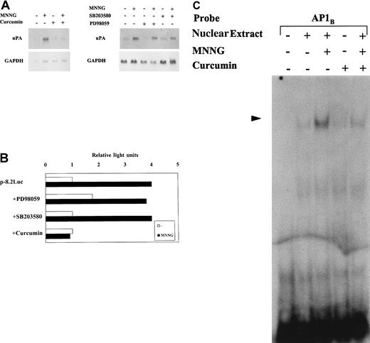 Fig. 5. JNK inhibitor curcumin, but not ERK- or p38-specific inhibitors, abrogates uPA induction by MNNG. / C2C12 cells were pretreated for 30 minutes with 30 μmol/L curcumin, 50 μmol/L PD98059, or 10 μmol/L SB203580 before stimulation with 70 μmol/L MNNG. Curcumin inhibits uPA mRNA induction by MNNG. Northern blot analysis of 20 μg of total RNA from C2C12 cells stimulated or not for 2 hours with MNNG. Cell pretreatments (curcumin, SB203580, and PD98059), and DNA probes (uPA and GAPDH) used for hybridization, are indicated in the Figure. (B) Curcumin inhibits uPA transcriptional induction by MNNG. C2C12 cell lines expressing different uPA promoter-luciferase contructs were pretreated for 30 minutes with 50 mmol/L PD98059, 10 μmol/L SB203580, and 30 μmol/L curcumin, before an 8-hour stimulation with 70 μmol/L MNNG. Only results obtained with the C2C12 cell line containing p-8.2-Luc are shown. Reporter activities correspond to the mean of 5 independent luciferase measurements. Luciferase activity is expressed relative to the activity found in untreated cells, which was given a value of 1. (C) Curcumin inhibits AP1-binding to the uPA-enhancer element. Electrophoretic mobility shift assays were performed with 5 μg of nuclear extracts from unstimulated or 2-hour MNNG-stimulated C2C12 cells (pretreated or not for 30 minutes with 30 μmol/L curcumin) and with32P-labeled uPA-AP1B site.
