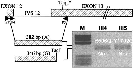 Fig. 3. Expression at the mRNA level of the FV genes bearing the Leiden mutation (R506Q) and the FV defect (Y1702C), respectively, relative to a normal (Nor) FV allele. / Primers P3, P4, and P5 are used to amplify a nested FV cDNA fragment spanning exons 12 to 13 and containing a polymorphic TaqI restriction site. The 382-bp uncleaved cDNA, corresponding to the A allele of the TaqI polymorphism, marks the FV R506Q allele in subject III4 and the FV Y1702C allele in subject III5; the 346-bpTaqI restriction product, corresponding to the G allele of the TaqI polymorphism, marks the normal (Nor) FV allele in both subjects. The gene and cDNA schemes are drawn to different scales. IVS 12, intron 12.