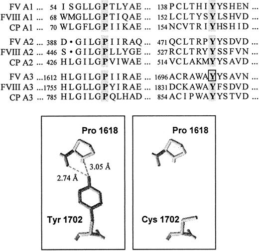 Fig. 5. Conservation and structural role of the mutated tyrosine (FV Y1702) in the A domains. / (Top) Alignment of a portion of the A domains of human FV, FVIII, and CP. The conserved tyrosine and proline residues are highlighted. The tyrosine residue affected by the FV 5279A/G mutation is boxed. (Bottom) Three-dimensional model of a portion of the A3 domain of FV based on the coordinates of CP. The highly conserved Y1702 residue forms 2 hydrogen bonds with Pro1618. The substitution of the tyrosine residue by a cysteine, predicted by the FV 5279A/G mutation, causes the loss of these interactions.