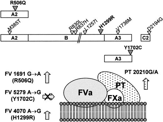 Fig. 6. Mutations affecting the prothrombinase complex in the family under study. / (Top) Schematic representation of FV molecules characterized by the Leiden mutation (FV R506Q), the R2 haplotype (FV H1299R), and the FV defect (FV Y1702C), respectively. The amino acid substitutions linked to the FV H1299R mutation are indicated by the smaller triangles. (Bottom) Expected combined effects of the FV and PT mutations on the activity of the prothrombinase complex. The arrows indicate the increased cofactor activity for the R506Q and H1299R FV molecules and the increased PT levels for the 20210G/A mutation. The crossed arrow indicates the lack in plasma of the FV molecules bearing the Y1702C substitution.