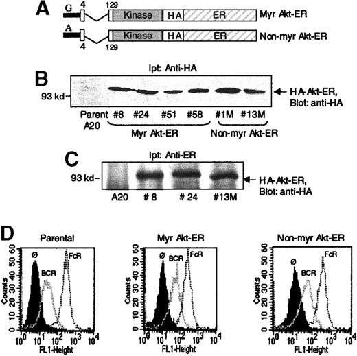 Fig. 1. Expression of Myr Akt-ER and non-Myr Akt-ER constructs in B lymphocytes. / (A) Schematic depiction of the Myr Akt-ER and non-Myr Akt-ER constructs. Myristoylation sequence from Src, or a G-→ A mutation within this sequence (in the non-Myr Akt-ER version) was added to the N-terminus of PH-domain deleted (region between aa 4-129) Akt. This Akt, followed by a hemagglutinin (HA) tag, was fused to the estrogen receptor hormone-binding domain (ER). (B) A20 cells were transfected with Akt-ER constructs and the expression in different clones of Myr Akt-ER (clones 8, 24, 51, 58) or non-Myr Akt-ER (clones 1M, 13M) was analyzed by anti-HA immunoprecipitation, followed by anti-HA immunoblotting. (C) Lysates from some of the clones were immunoprecipitated with anti-ER antibodies and immunoblotted with anti-HA. Molecular mass standards (in kilodaltons) are indicated to the left. (D) Comparable expression of BCR and FcγRIIB1 in the clones. Parental A20 cells and those transfected with the Myr Akt-ER or the non-Myr Akt-ER were incubated with antibodies specific for BCR (thin trace) or FcγRIIB1 (dotted line trace) and their expression was analyzed by flow cytometry. The background staining on the cells is shown as a solid histogram (Ø).
