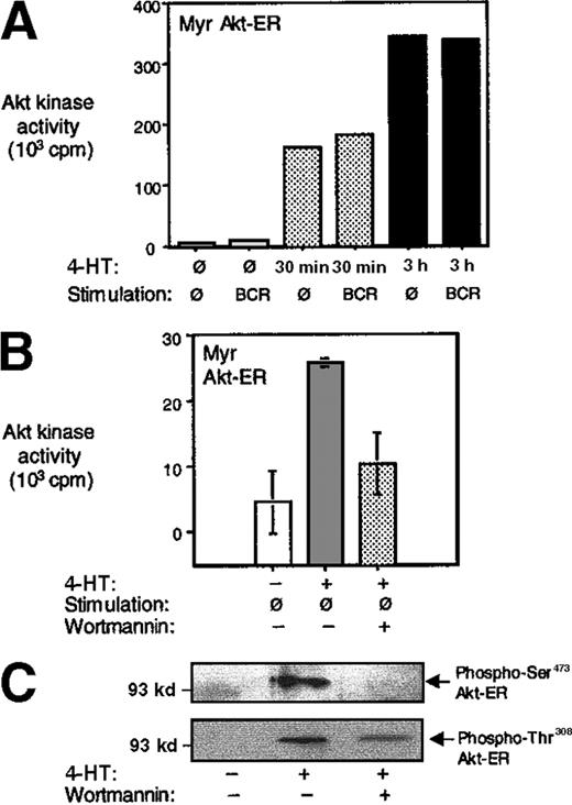 Fig. 2. Activation of Akt-ER by addition of 4-HT. / (A) Myr Akt-ER–expressing cells were incubated with 4-HT for the indicated times and left unstimulated or stimulated by BCR cross-linking for 5 minutes. The cells were lysed, and the kinase activity of Akt-ER was analyzed in anti-HA immunoprecipitates by phosphorylation of a GSK-3–derived substrate peptide (see “Materials and methods”). The small increase seen with BCR cross-linking after 30 minutes is not a reproducible result. The non-Myr Akt-ER did not show any activity above background before or after 4-HT addition in a similar experiment (data not shown). The data are representative of at least 3 independent experiments. (B) In an experiment similar to A, one set of cells were pretreated with 100 nmol/L wortmannin for 15 minutes before addition of 4-HT for 1 hour. HA-immunoprecipitates were tested for Akt-ER kinase activity as described above. (C) Untreated, 4-HT–treated or 4-HT+wortmannin–treated cells were lysed and phosphorylation of Akt-ER was assessed by immunoblotting using phosphospecific Akt antibodies reactive against Ser473 or Thr308. Akt-ER protein was present in all lanes as assessed by anti-HA immunoblotting (data not shown).