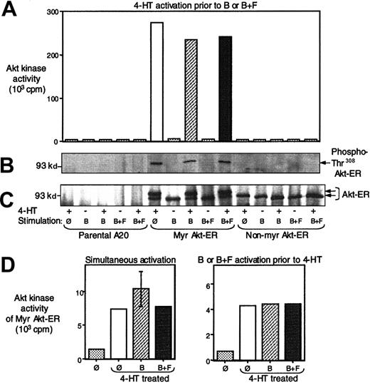 Fig. 3. FcγRIIB/SHIP does not inhibit Myr Akt-ER phosphorylation and activation. / Parental A20 cells, or those transfected with Myr Akt-ER or the non-Myr Akt-ER were pretreated with 4-HT and then either left unstimulated, stimulated by cross-linking the BCR (B), or stimulated by co–cross-linking the BCR with the FcgRIIB1 (B+F). Cell lysates were then precipitated with anti-HA antibody and analyzed as described below. (A) In vitro kinase activity toward a GSK3 peptide and the amount of radioactive 32P incorporation was measured as described in Figure 2. The data are representative of 5 independent experiments using 4 different clones. (B) The cell lysates from the same experiment was also immunoprecipitated with anti-ER antibody and the phosphorylation on Thr308 of Akt construct was assessed by immunoblotting with phosphospecific anti-Akt antibody. (C) The membrane from B was stripped and reprobed with an anti-HA antibody to determine protein levels. The phosphorylated Akt migrated with slower mobility and was seen as a second band only in lanes where phospho-Akt was detectable (seen in B) and correlated with the in vitro Akt kinase activity (seen in A). (D) The left panel represents Myr Akt-ER activity after 10 minutes of simultaneous cell treatment with 4-HT and BCR cross-linking (B) or BCR+FcgRIIB1 (B+F) co–cross-linking. The right panel represents Myr Akt-ER kinase activity after 2 minutes of prestimulation of cells with BCR cross-linking or BCR+FcgRIIB1 co–cross-linking (B+F), followed by 8 minutes of treatment with 4-HT. Baseline radioactivity seen with beads alone without anti-Akt antibody was subtracted from all measurements.
