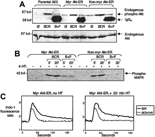 Fig. 4. Activation of endogenous Akt and MAPK and intracellular calcium flux occur normally in Myr Akt-ER–expressing cells. / (A) Parental A20 cells (lanes 1-3), Myr Akt-ER expressing cells (lanes 4-6) or the non-Myr Akt-ER cells (lanes 7-9) were left unstimulated (lanes 1, 4, 7), stimulated by cross-linking the BCR alone (lanes 2, 5, 8), or co–cross-linking the BCR with FcγRIIB1 (lanes 3, 6, 9). Cell lysates were analyzed for Akt phosphorylation by immunoblotting with phosphospecific anti-Akt antibody (Thr308). The same gel was stripped and reprobed with anti-Akt antibody to demonstrate the protein level in all lanes. (B) Myr Akt-ER or non-Myr Akt-ER expressing cells were stimulated with BCR alone or BCR+FcγRIIB1 co–cross-linking for 5 or 20 minutes in the presence or absence of 4-HT. The lysates were run by SDS-PAGE and probed with anti-phospho MAPK antibody. The addition of 4-HT did not alter the MAPK phosphorylation in response to BCR stimulation or the inhibition of phosphorylation by BCR+FcγRIIB1 cross-linking. (C) Myr Akt-ER expressing cells were loaded with Indo-1 and the 398/480-fluorescence ratio of Indo-1 as a measure of rise in intracellular calcium, was analyzed after cross-linking of BCR or BCR+FcγRIIB1. There was no detectable difference in the calcium flux profiles because of tamoxifen addition.