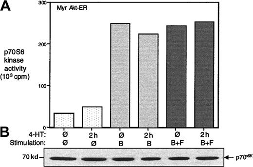 Fig. 5. P70S6 kinase activation may be independent of Akt activation in B cells. / Parental A20 cells or those transfected with the Myr Akt-ER were serum starved for 16 hours and then left unstimulated, stimulated for 5 minutes by cross-linking the BCR alone (B), or co–cross-linking the BCR+FcγRIIB1 (B+F) in the absence or presence of 4-HT. Cell lysates were immunoprecipitated with anti-p70S6k antibody, and in vitro kinase activity was assessed using a Rsk substrate peptide. The protein levels in the precipitates were analyzed by anti-p70S6k immunoblotting. The data are representative of at least 3 independent experiments.