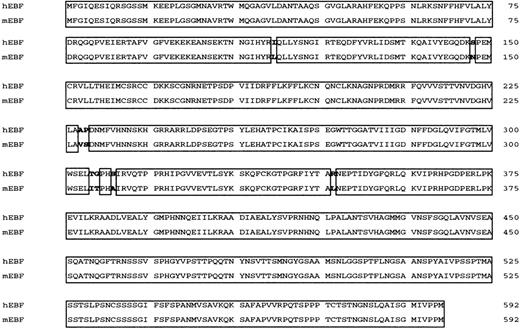 Fig. 1. Human EBF (hEBF) is highly homologous to its mouse counterpart. / Amino acid alignment of human and mouse EBF (mEBF). Homologous regions are boxed.