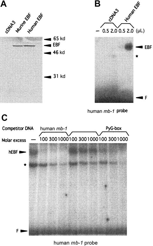 Fig. 2. The cloned cDNA of the human homologue of EBF encodes a 57-kd protein that interacts specifically with a binding site in the human mb-1 promoter. / (A) Autoradiogram of 35S-labeled in vitro–translated mouse and human EBF. Positions of molecular-weight markers and EBF are indicated by arrows. (B) EMSA using the human mb-1 promoter EBF site in combination with either 0.5 or 2 μL of unprogrammed reticulocyte lysate (ret.) or 0.5 and 2 μL of recombinant in vitro–translated human EBF (hEBF). An unidentified DNA-binding activity present in the reticulocyte lysate is indicated by the star (*), and F indicates free probe. (C) EMSA in which competition was induced for the binding of in vitro–translated recombinant human EBF to the human mb-1 promoter EBF-binding site by the addition of duplex oligonucleotides spanning the wild-type (mb-1) and a point-mutated human mb-1 promoter EBF site (mut.mb-1), or the PyG box (PyG) from the human CD19 promoter, as indicated. The star indicates the background DNA-binding activity in the reticulocyte lysate, and F indicates free probe.