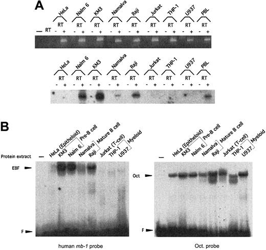 Fig. 3. Expression of hEBF is restricted to B-cell–derived cell lines. / (A) RT-PCR analysis to detect expression of hEBF in a panel of cell lines representing different lineages and B-cell developmental stages, as indicated. PBL indicates normal human peripheral blood cells, and − indicates a negative control with an RT reaction in which no RNA has been added. The upper part shows an ethidium bromide–stained agarose gel with the resulting GAPDH PCR products after 25 cycles of PCR with cDNA from the indicated cell lines. −RT indicates that RNA preparations have been included in the reaction without prior cDNA synthesis. The lower panel shows an autoradiogram of EBF RT-PCR products blotted to a nylon membrane after 30 cycles from the same cDNA preparations and hybridized with an internal oligonucleotide. (B) Autoradiograms of EMSA using approximately 5 μg of nuclear extracts from a panel of cell lines and either a32P-labeled consensus Oct protein-binding site or the EBF-binding site from the human mb-1 promoter as probes. F indicates free probe.