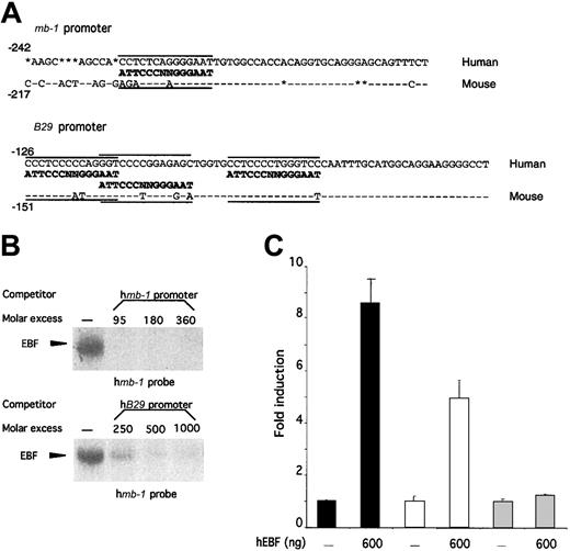 Fig. 5. The ability of EBF to activate the mb-1 andB29 promoters is conserved between human and mouse. / (A) DNA sequences from the mouse and human mb-1 andB29 promoters. Sequence homology is indicated by − and insertions/deletions by *. The defined EBF-binding sites in the mouse promoters38-40 as well as the potential EBF-binding sites in the human promoters are aligned to a consensus EBF-binding site.36 (B) EMSA obtained by competition for binding by hEBF to an excess of mb-1 promoter EBF site by the addition of increasing amounts of PCR-amplified mb-1 orB29 promoters. The gels have been cut. (C) Diagrams indicating the relative luciferase activity obtained after transient transfections of 250 ng of mb-1 (black bars), B29(white bars), or fos (gray bars) promoter-controlled reporter constructs in the absence or presence of 600 ng of hEBF-encoding expression plasmid. The data were collected from 4 transfections in which the amount of DNA was normalized by the addition of empty expression plasmid (cDNA3). Error bars indicate standard deviation.