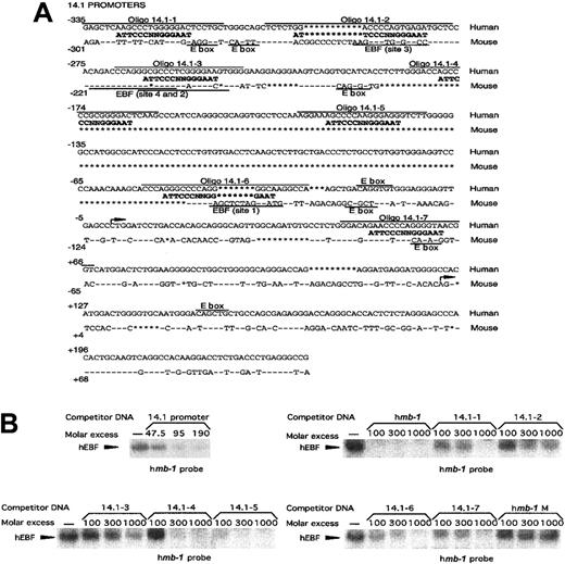 Fig. 6. EBF interacts with 5 independent binding sites in the promoter of the human surrogate light chain 14.1. / (A) Sequence alignment between the human 14.1 and mouseλ5 promoters. Conserved sequence is indicated by − and insertions/deletions by *. Potential EBF sites in the14.1 promoter as well as the experimentally confirmed EBF-binding sites in the λ5 promoter42 are aligned to a consensus EBF-binding site. Overlining indicates the oligonucleotides used in the EMSA analysis in panel B. E-boxes (CANNTG) in either the 14.1 or λ5 promoter are indicated by text and underlining. (B) EMSA obtained by competition for binding by hEBF to an excess of mb-1 promoter EBF site by the addition of increasing amounts of PCR-amplified 14.1promoter or duplex oligonucleotides spanning potential EBF-binding sites in the 14.1 promoter, as indicated. A duplex oligonucleotide spanning the EBF-binding site from the humanmb-1 promoter was used as positive control, and a BSAP-binding site from the human CD19 promoter as negative control. The gels have been cut.