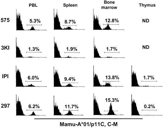 Fig. 2. Tetrameric Mamu-A*01/p11C, C-M complex binds to a larger percentage of spleen and bone marrow and a smaller percentage of thymic CD8+ T cells than CD8+ T cells from peripheral blood in SIVmac-infected,. / Mamu-A*01+ rhesus monkeys. A whole blood specimen (PBL) and a single-cell suspension of spleen, bone marrow, and thymus from 4 SIVmac-infected, Mamu-A*01+ rhesus monkeys (575, 3KI, IPI, 297) were stained with PE-coupled tetrameric Mamu-A*01/p11C, C-M complex and analyzed by flow cytometry with gating on CD8αβ+ CD3+ T cells. ND, not done because of inadequate cell specimens.