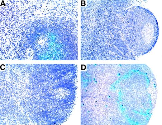 Fig. 4. Detection of SIV RNA by in situ hybridization in secondary lymphoid organs of SIVmac-infected rhesus monkeys. / Sections of spleen from animal 3KI (A) and lymph nodes from animals 575 (B), 297 (C), and IPI (D) are shown. In situ hybridization signals for SIV viral RNA are shown by blue signals.
