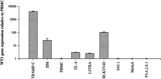 Fig. 2. Detection of WT1 overexpression in murine malignancies by real-time PCR. / Total mRNA from murine cancers and leukemia cell lines was reverse transcribed to cDNA, and WT1 gene expression was determined by semiquantitative real-time RT-PCR. Results are expressed relative to normal murine PBMC. Mean values of triplicates are depicted. PBMC and BM values represent the means of 3 different samples derived from normal B6 mice. TRAMP-C, SV40-transformed prostate; BM, murine BM; PBMC, murine PBMC; EL-4, carcinogen-induced thymoma; LSTRA, MuLV-induced leukemia; BLKSV40 HD2, SV40-transformed fibroblast; S49.1, lymphoma, T-cell-like; MethA, sarcoma; P3.6.2.8.1, myeloma.