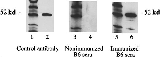 Fig. 4. Detection of WT1-specific antibodies in B6 mice immunized with WT1 peptides. / Three weeks after the third immunization with vaccine A, sera were obtained. Lanes 1, 3, and 5 show the molecular weight marker (MWM); lanes 2, 4, and 6 show the WT1 polypeptide WT N180 (180 amino acids in length, mapping within the amino terminus domain of the WT1 protein). The primary antibodies used were WT180 in lane 2, sera of nonimmunized B6 mice in lane 4, and sera of B6 mice immunized with the vaccine A in lane 6.