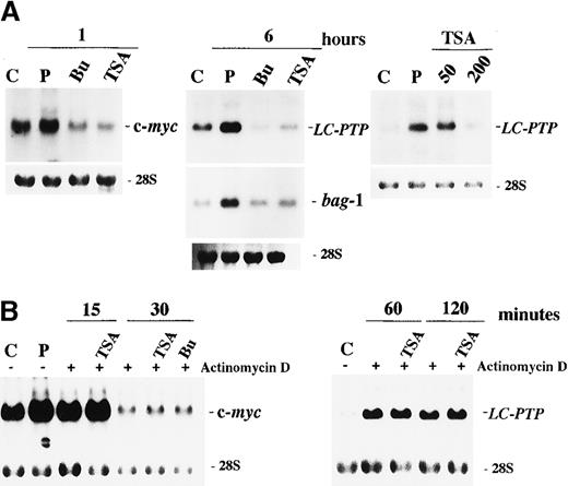 Fig. 4. Effect of butyrate and TSA on IL-2-mediated gene expression in ILT-Mat cells. / (A) Butyrate and TSA abrogated the IL-2-mediated induction of c-myc, LC-PTP, and bag-1 genes. ILT-Mat cells were treated with 2 mmol/L butyrate (Bu) or 200 nmol/L TSA 0.5 hours prior to stimulation with IL-2. Following IL-2 stimulation for 1 or 6 hours, RNAs were extracted from the cells. Dose dependency for suppression of LC-PTP mRNA induction was analyzed (right panel). Cells were treated with 50 to 200 nmol/L TSA 0.5 hours prior to stimulation with IL-2 and incubated for 6 hours. (B) Butyrate and TSA did not affect stability of c-myc and LC-PTP (right panel) mRNAs. ILT-Mat cells were stimulated with IL-2 for 1 or 6 hours and thereafter treated with 20 μg/mL of actinomycin D with or without 200 nmol/L TSA or 2 mmol/L butyrate (Bu). RNAs were extracted from the cells at the times shown. RNAs were also extracted from the deprived cells as a control (C) and from the cells stimulated with IL-2 as a positive control (P). The 28S ribosomal RNAs are shown for the comparison of relative amounts of total RNA loaded.