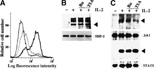 Fig. 5. Roles of butyrate and TSA on IL-2-mediated signalings in ILT-Mat cells. / (A) Annexin V-FITC staining of ILT-Mat cells. ILT-Mat cells were incubated with 200 nmol/L TSA for 18 (stippled line), 27 (dashed line), or 36 hours (solid line) and stained with annexin V-fluorescein isothiocyanate (FITC). Untreated cells were also stained (thin line). Shown is a representative experiment. (B) HDAC inhibitors did not affect IL-2–mediated elevation of tyrosine phosphorylation levels in SHP-2. ILT-Mat cells were starved for 20 hours and treated with IL-2 (+) for 10 minutes with or without preincubation of 2 mmol/L butyrate (Bu) or 500 nmol/L TSA (TSA) for 0.5 hours. (C) HDAC inhibitors did not affect IL-2-mediated tyrosine phosphorylation of Jak1 and STAT5. ILT-Mat cells deprived of IL-2 for 20 hours were treated with IL-2 (+) for 15 minutes with or without preincubation of 2 mmol/L butyrate (Bu) or 500 nmol/L TSA (TSA) for 0.5 hours. SHP-2, Jak1, or STAT5 was immunoprecipitated from the lysates of ILT-Mat cells (lower panels) and their tyrosine phosphorylation levels were analyzed by immunoblotting using 4G10 (upper panels). The positions of SHP-2, Jak1, or STAT5 are indicated by arrows.