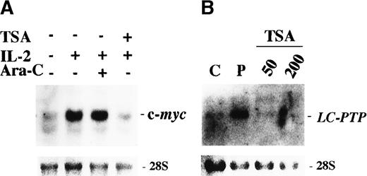Fig. 7. Effect of TSA on IL-2–mediated gene expression in F7 cells. / (A) TSA abrogated the IL-2–mediated induction of c-myc gene expression. F7 cells were treated with (+) or without (−) 200 nmol/L TSA or 100 μmol/L ara-C 0.5 hour prior to stimulation with IL-2 (+) for 1 hour. (B) TSA abrogated the IL-2–mediated LC-PTP gene expression. F7 cells were treated with 50 or 200 nmol/L TSA 0.5 hour prior to stimulation with IL-2 for 6 hours. RNAs were extracted from the treated cells and also from the cells which received no treatment as a negative control (C) and from the cells stimulated with IL-2 alone as a positive control (P). The 28S ribosomal RNAs are shown for the comparison of relative amounts of total RNA loaded.