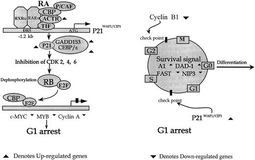 Fig. 4. The putative mechanism of cell cycle exit in APL cells upon the effect of ATRA. / p21WAF1/CIP1 may function at the upstream differentiation program initiation. Members of the CEBP family, such as CEBP-ε and GADD153 (CHOP), may stabilize the p21WAF1/CIP1 protein from degradation in the current context. The additional member of this family, CEBP-α, has been reported to be implicated in the differentiation of preadipocytes through posttranscriptional stabilization of the p21WAF1/CIP1 protein (left). Additionally, activation of the cell cycle exit and apoptosis-resistant pathways appears to be the prerequisite for the initiation of the differentiation program.