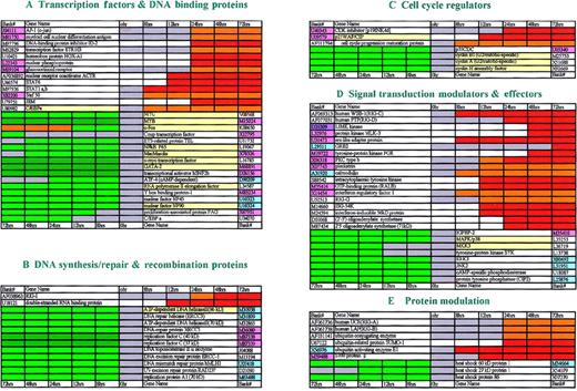 Fig. 2. Functional classification of genes modulated by ATRA during differentiation of NB4 cells. / A total of 169 ATRA-modulated genes (100 up-regulated and 69 down-regulated) are clustered into 10 groups (groups A-J) according to their functions. The expression pattern of each gene is displayed here as a horizontal strip, with the down-regulated genes on the left-hand side of the graph and the up-regulated ones on the right-hand side. For each gene, the ratio of mRNA levels in NB4 cells at the indicated time after ATRA treatment to its level in untreated (time zero) NB4 cells is represented by a color, according to the color scale at the bottom. Genes whose expression was resistant to cycloheximide are highlighted by using the yellow background in the column for gene names. Regarding genes also existing in Golub's system with Affymetrix chips, different colors were used to label the column of their accession numbers. The genes with the same expression pattern in both systems are painted in rose; those modulated in our system but not in Golub's are painted in sky-blue; while those with opposite patterns are painted in purple.