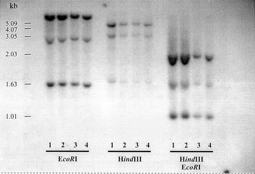 Fig. 2. Southern blot analysis of the dCK genomic region of patients with resistant AML. / Genomic DNA from PHA T cells from a healthy donor and unpurified BM cells from 3 patients with resistant AML were digested withEcoRI, HindIII, and EcoRI plusHindIII. Lane 1, PHA T cells from a healthy donor; lane 2, unpurified leukemic blasts from patient rAML3; lane 3, unpurified leukemic blasts from rAML12; and lane 4, unpurified leukemic blasts from rAML2.