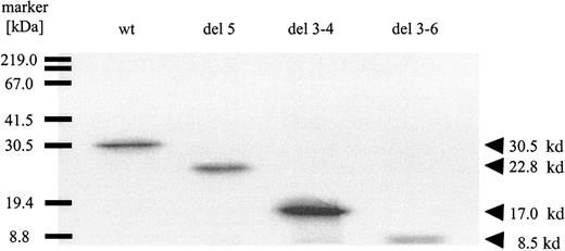Fig. 3. Coupled in vitro transcription-translation test. / 3H-leucine–labeled dCK proteins were synthesized and analyzed on a 12.5% SDS-PAGE gel. The dCK protein generated from a dCK-PCR T7B6 construct from healthy donor PHA T cells (wt), from a T7B6 construct with a deletion of exon 5 (del 5; rAML6), from a T7B6 construct with a deletion of exons 3 to 4 (del 3-4; rAML3), and from a T7B6 construct with a deletion of exons 3 to 6 (del 3-6; rAML4).