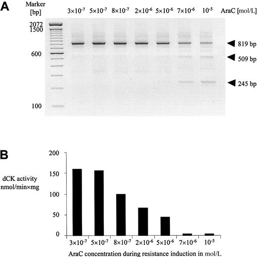Fig. 4. Resistance to AraC was introduced by in vitro exposure to increasing concentrations of AraC. / (A) Expression of dCK mRNA determined by RT-PCR analysis in rat leukemic cells during the course of induction of AraC resistance in vitro. Cell samples at different concentrations of AraC (in moles per liter) were obtained from exponentionally growing cells with more than 90% viability. The cells at 10−5-mol/L AraC were defined as the RO/1-A cell line. (B) Corresponding dCK activities in nmol/min × mg of protein during induction of AraC resistance in vitro as determined on in vitro–translated dCK proteins of the total PCR reaction.