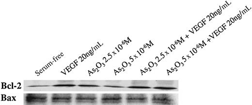 Fig. 3. Western blot analysis for Bcl-2 and Bax proteins in HUVECs after treatment with varying concentrations of As2O3 in the absence and presence of exogenous VEGF. / Equal amounts of protein were loaded onto each lane.