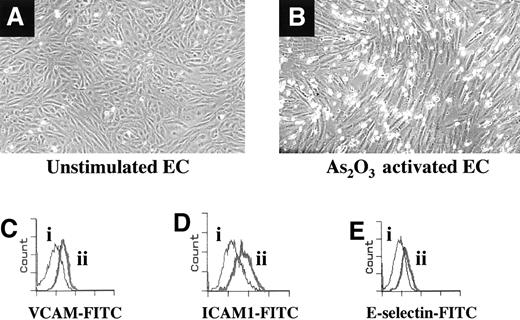 Fig. 5. Comparison of the characteristic cobblestone-pattern morphology of resting HUVECs grown in tissue culture with the spindle-shaped, activated morphology observed after treatment with As2O3. / The representative fluorescence-activated cell sorter (FACS) plots demonstrate that As2O3-induced up-regulation of the adhesion molecules VCAM, ICAM, and, to a lesser extent, E-selectin.