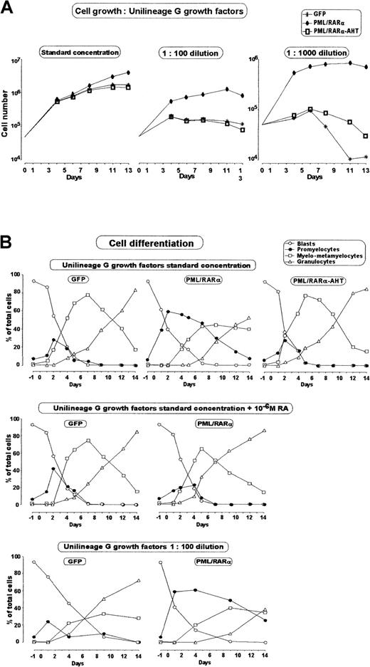 Fig. 3. Unilineage granulopoietic (G) proliferation and differentiation of HPC transduced with the indicated vector. / These findings are from 1 of 5 representative experiments. (A) Cell growth induced by G HGF at standard concentration,21 1:100 or 1:1000 dilutions. (B) Cell differentiation as assessed by morphologic analysis of liquid cultures in the presence of standard concentrations of G HGF, standard concentrations of G HGFs with the addition of 10−6 mol/L RA, or 1:100 diluted G HGF. As described in “Materials and Methods,” the HPCs were isolated and stimulated with growth factors on days −4 and −3, infected on day −2 and −1, and FACS purified on day 0.