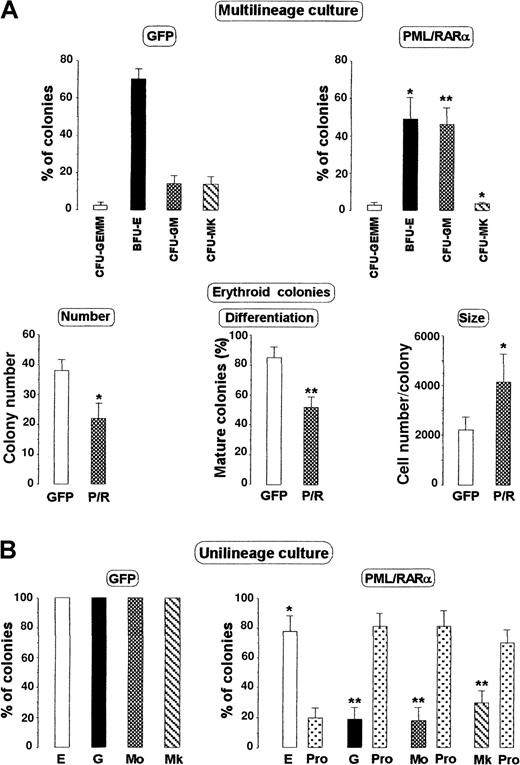 Fig. 4. Clonogenesis by HPC transduced with the indicated vector. / (A, top) Morphology of the colonies generated by 100 HPCs stimulated with multilineage HGFs (see “Materials and Methods”), expressed as a percentage of the total number. Mean ± SD values from 5 experiments. The total number of colonies ± SD was 52 ± 7.1 for control (GFP) and 50 ± 5.5 for PML/RARα cells. (A, bottom) Analysis of the erythroid colonies in multilineage cultures: 40% of the cells within CFU-GEMM colonies and 62% of the cells within CFU-GM colonies were promyelocytes. (B) Morphology of the colonies generated by unilineage HGF stimuli (see “Materials and methods” and Grignani et al21). E, BFU-E; G, CFU-G; Mo, CFU–monocytic; Mk, CFU–megakaryocytic; Pro, promyelocytic colonies. Mean ± SD values from 5 experiments. The numbers of seeded cells/plate were 100 for BFU-E and CFU-G, 500 for CFU-MK, and 1000 for CFU-Mo. The mean number of colonies/plate ± SD generated by GFP cells were 25.4 ± 4.4 BFU-E, 12.5 ± 2.3 CFU-G, 15.6 ± 2.1 CFU-MK, and 17.8 ± 1.8 CFU-Mo. The total number of colonies generated by PML/RARα cells was 19.6 ± 1.8 BFU-E/promyelocytic, 13.6 ± 2.1 for CFU-G/promyelocytic, 18.4 ± 3.2 CFU-MK/promyelocytic, and 19.5 ± 3.1 CFU-Mo/promyelocytic. Asterisks above the columns indicate statistically significant differences between GFP and PML/RARα samples as calculated from a Student 2-tailed t test. *P < .01; **P< .001.