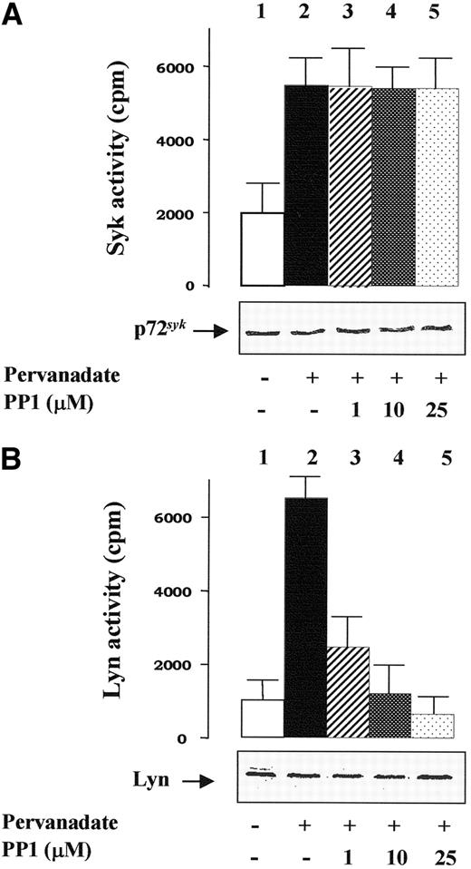 Fig. 2. Activation of both p72syk and Lyn by pervanadate treatment of intact erythrocytes. / Human erythrocytes were incubated without (histogram 1) or with pervanadate (histograms 2-5) either in the absence (histograms 1 and 2) or presence of PP1 (histograms 3-5). Erythrocyte membranes were then rapidly isolated and treated with extraction buffer as described in “Materials and methods.” The extracted proteins were immunoprecipitated with either anti-Syk (A) or anti-Lyn (B) antibodies, and tyrosine kinase activities of the immune complexes were tested in vitro as described in “Materials and methods.” Aliquots of packed membranes were also subjected to SDS-PAGE, transferred to nitrocellulose membranes, and incubated with either anti-Syk or anti-Lyn antibody (insets in both panels). Reported values represent means of 4 separate experiments, with SE indicated by vertical bars.