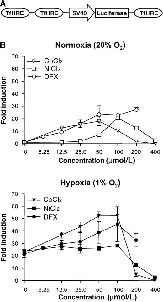 Fig. 1. Activation of reporter gene expression in HRCHO5 cells by hypoxia, transition metals, and iron chelation. / (A) Reporter gene construct used to generate the hypoxia-reporter cell line HRCHO5. TfHRE, hypoxia-response element derived from the transferrin 5′ enhancer12; SV40, simian virus 40 early promoter. (B) Luciferase activities in HRCHO5 cells following stimulation with CoCl2, NiCl2, and DFX for 18 hours under normoxic (20% oxygen) or hypoxic (1% oxygen) conditions. After preparation of cell extracts, determination of the luciferase activities, and normalization to the protein contents, the results were expressed as fold increases over the untreated normoxic controls. Means ± SD of 3 independent experiments.