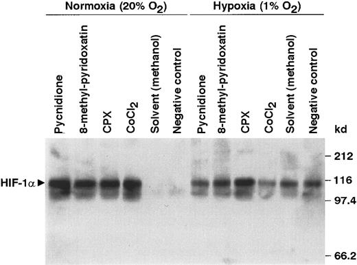 Fig. 4. Immunoblot analysis of HIF-1α protein expression in HepG2 cells. / HepG2 cells were treated with the epolones pycnidione, 8-methyl-pyridoxatin, and CPX (8 μmol/L) as well as with CoCl2 (100 μmol/L) for 4 hours under normoxic (20% oxygen) or hypoxic (1% oxygen) conditions. HIF-1α protein was detected by immunoblotting of nuclear extracts using the monoclonal anti–HIF-1α antibody mgc3.14