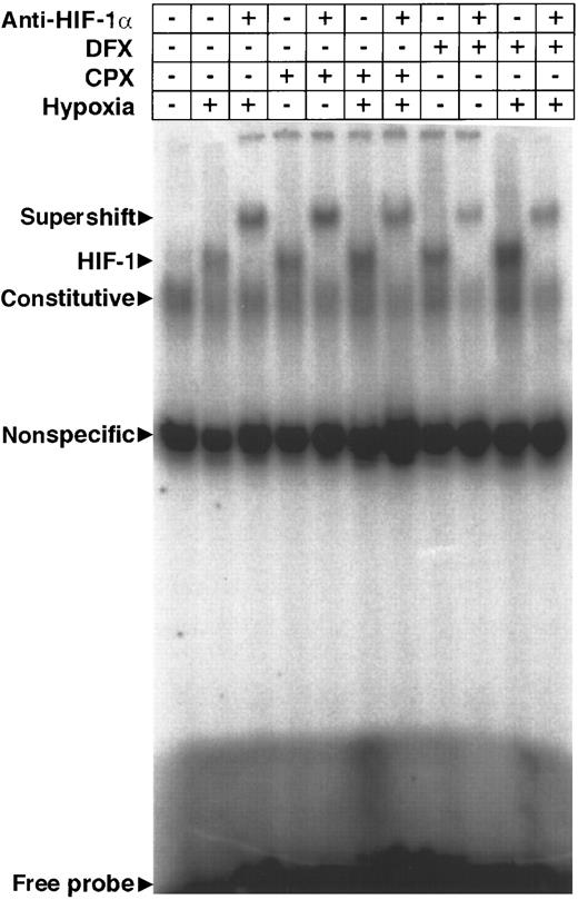Fig. 6. EMSA of HepG2 nuclear extracts. / HepG2 cells were treated for 4 hours with DFX (100 μmol/L) or CPX (8 μmol/L) under normoxic (20% oxygen) or hypoxic (1% oxygen) conditions. Nuclear extracts were incubated with a radioactively labeled oligonucleotide probe derived from the Epo 3′ HRE13 and separated by native polyacrylamide gel electrophoresis. Specific HIF-1 DNA binding was confirmed by supershift analysis using the monoclonal antibody mgc3.14
